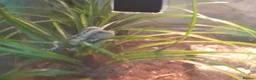 Bearded Dragon reptiles for sale: Babies bearded dragons  - Advert 5
