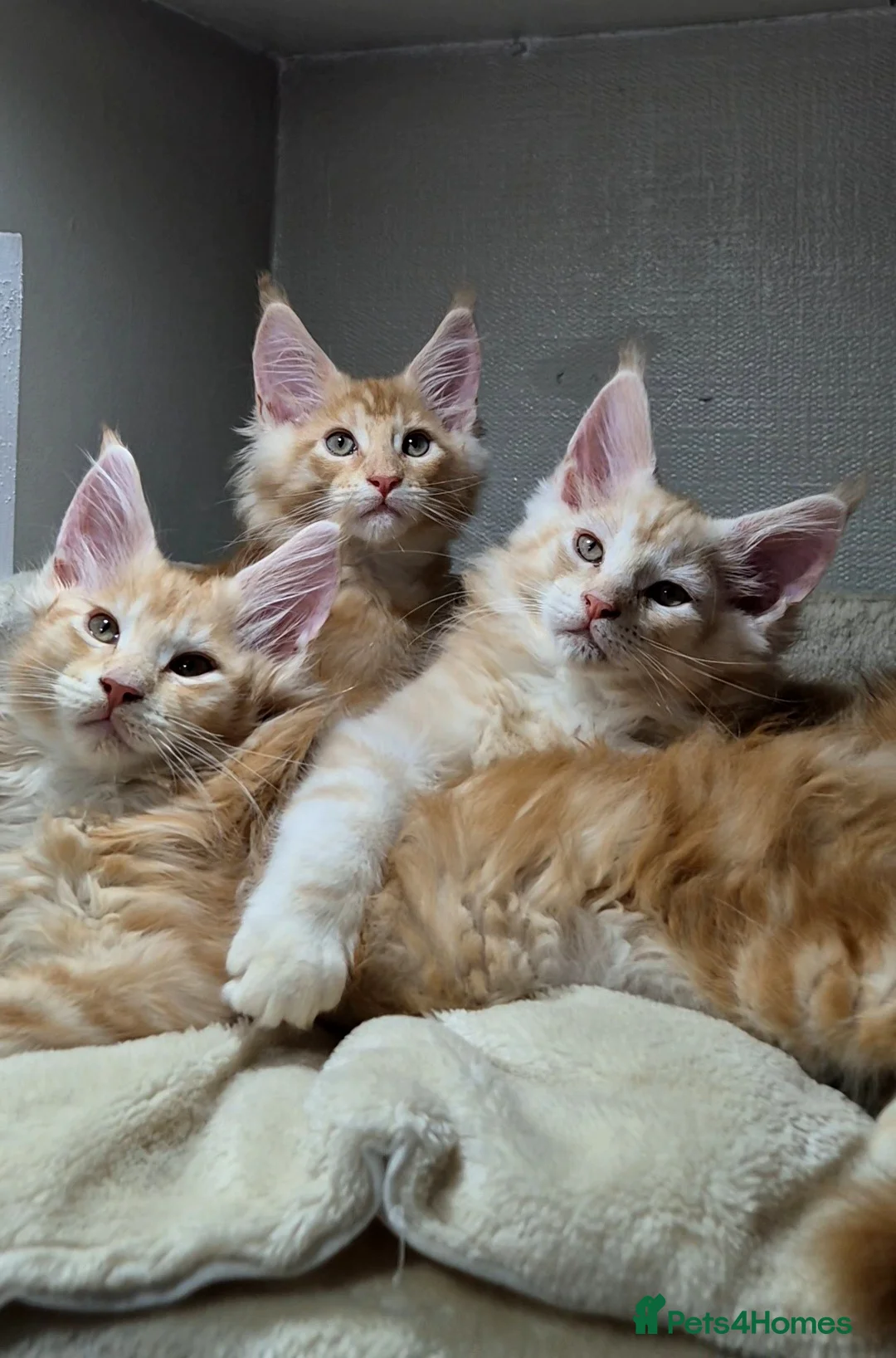 Maine Coon cats for sale: Beautiful Maine Coon boys . - Advert 10