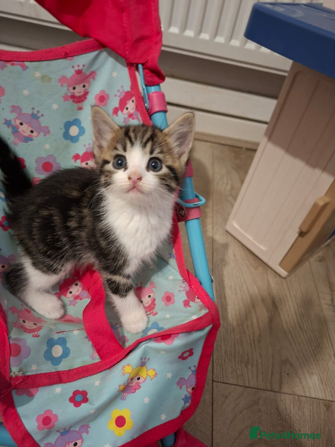 British Shorthair cats for sale: beautiful kittens available to pick up - Image 18