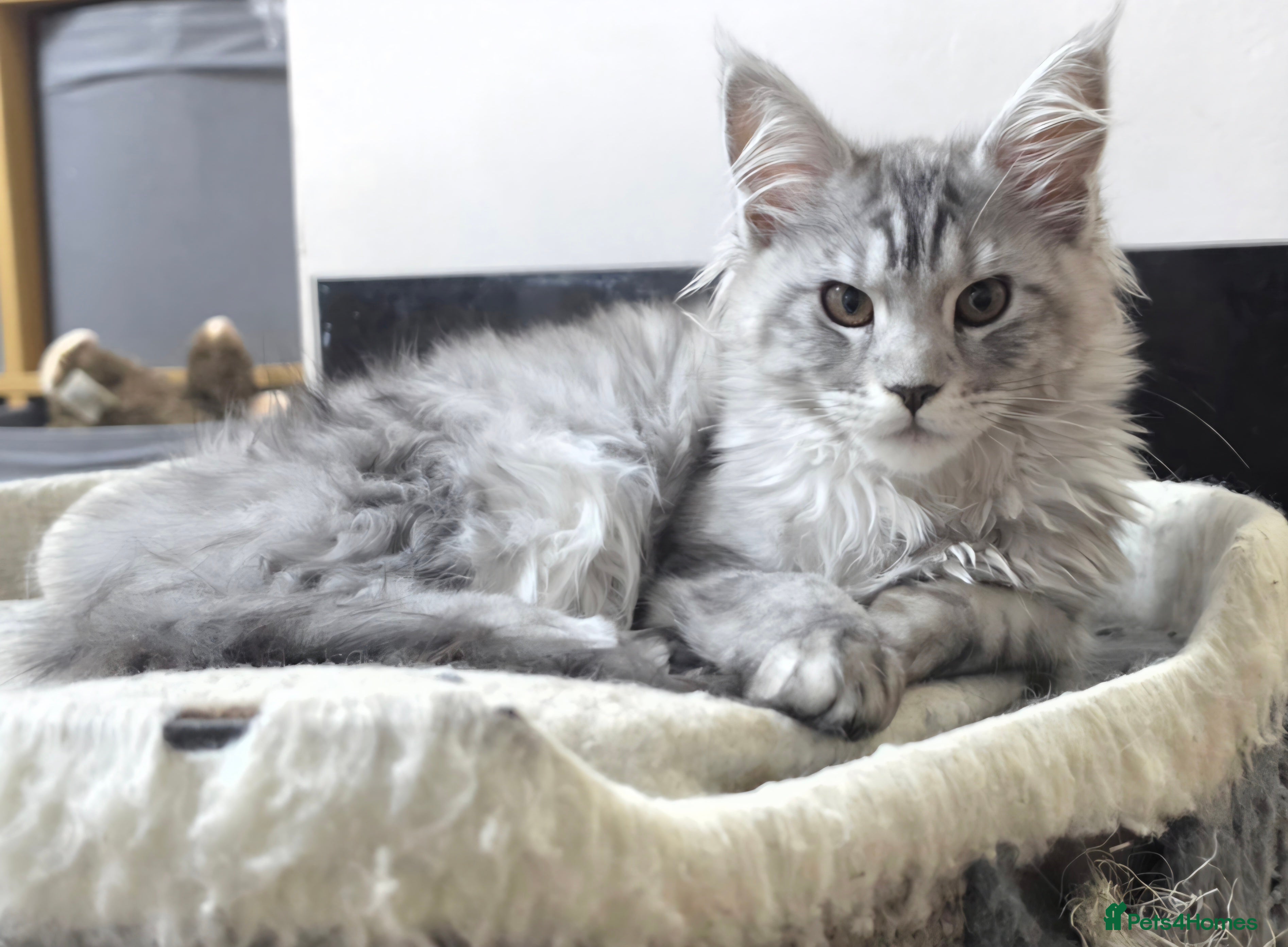 Maine Coon cats Ready Now. Last of litter. Tica reg - Advert 12