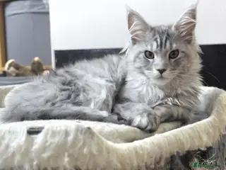 Maine Coon cats Ready Now. Last of litter. Tica reg - Advert 12