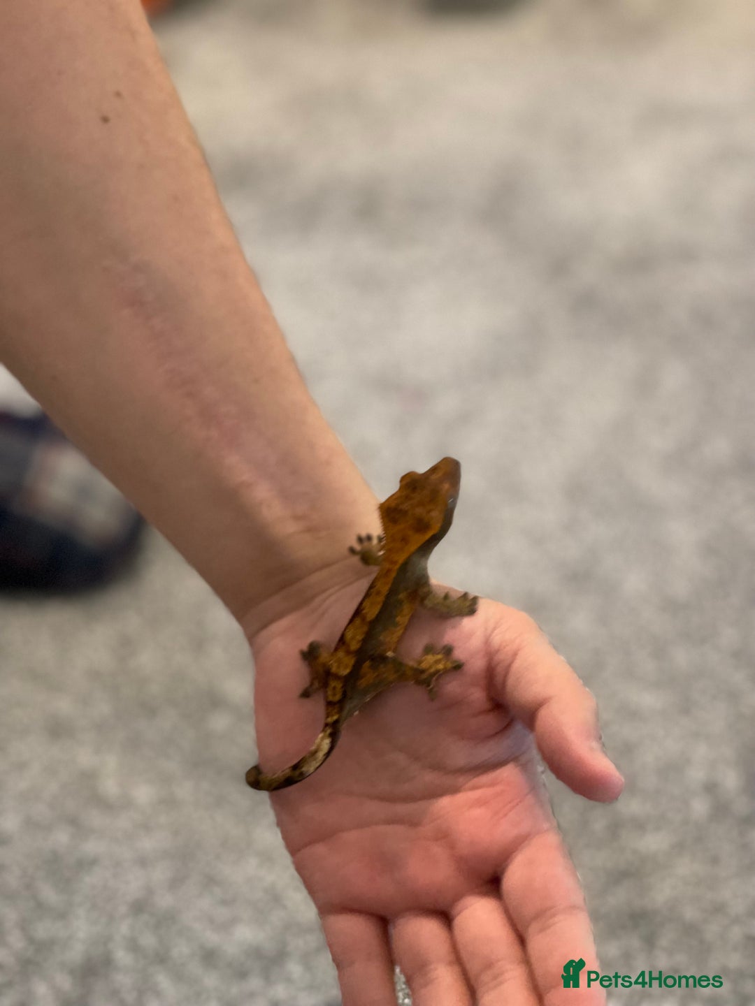 Gecko reptiles for sale: Crested Gecko - Advert 13