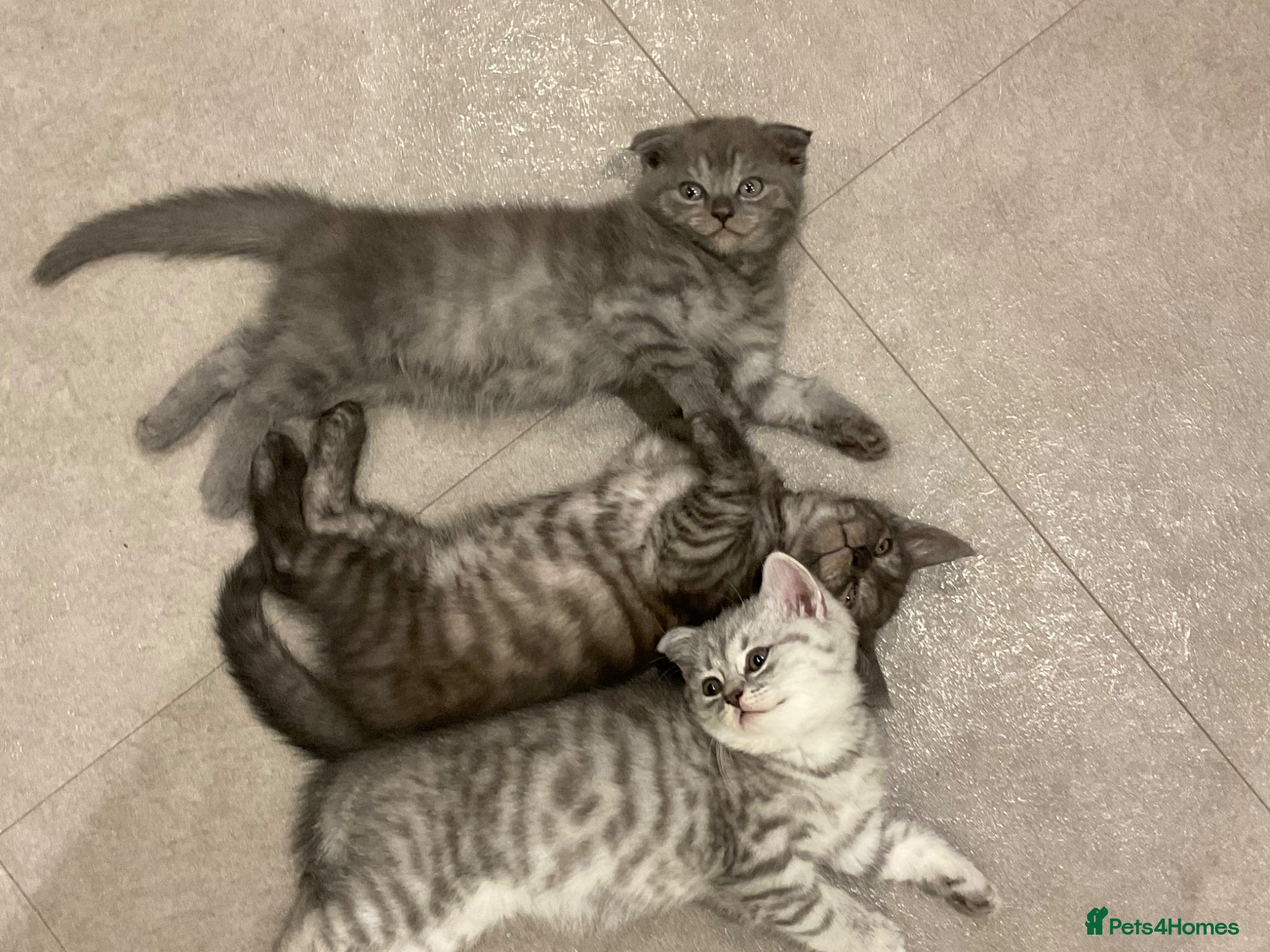 Scottish Fold cats Scottish fold/bombay kittens  - Advert 6
