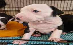 Staffordshire Bull Terrier dogs for sale: From Our Family to Yours - Image 19