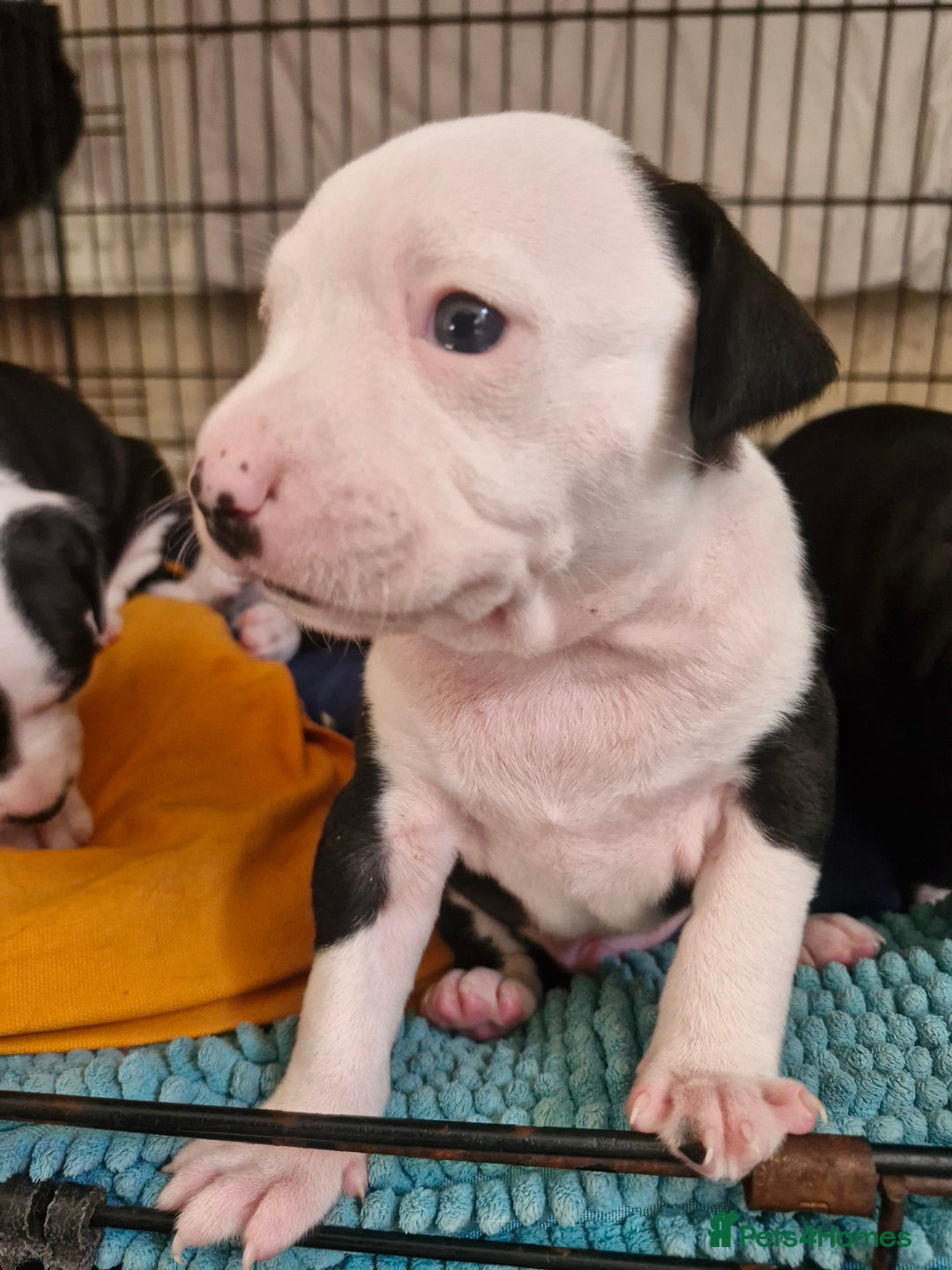 Staffordshire Bull Terrier dogs for sale: From Our Family to Yours - Image 19