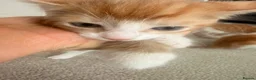 Mixed Breed cats for sale: Ginger boy kitten  - Advert 3