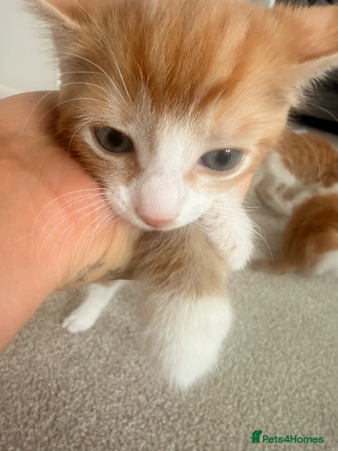 Mixed Breed cats for sale: Ginger boy kitten  - Advert 3