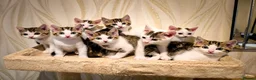 Mixed Breed cats for sale: 8 Adorable Kittens Looking for Their New Homes - Advert 1