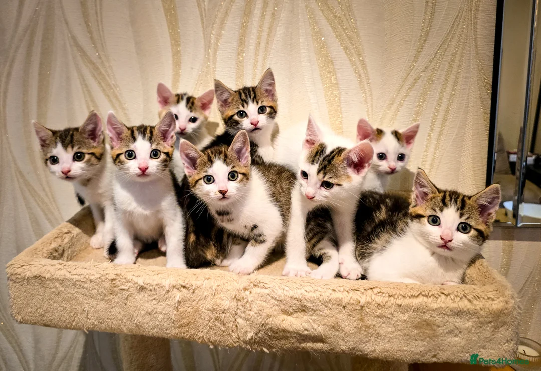 Mixed Breed cats for sale: 8 Adorable Kittens Looking for Their New Homes - Advert 1