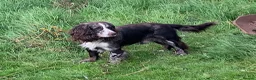 Cocker Spaniel dogs for sale: 2 cocker girls - Advert 5