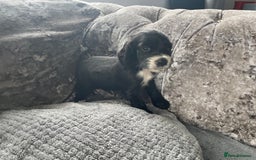 Cocker Spaniel dogs for sale: Cocker spaniel pups - Image 13