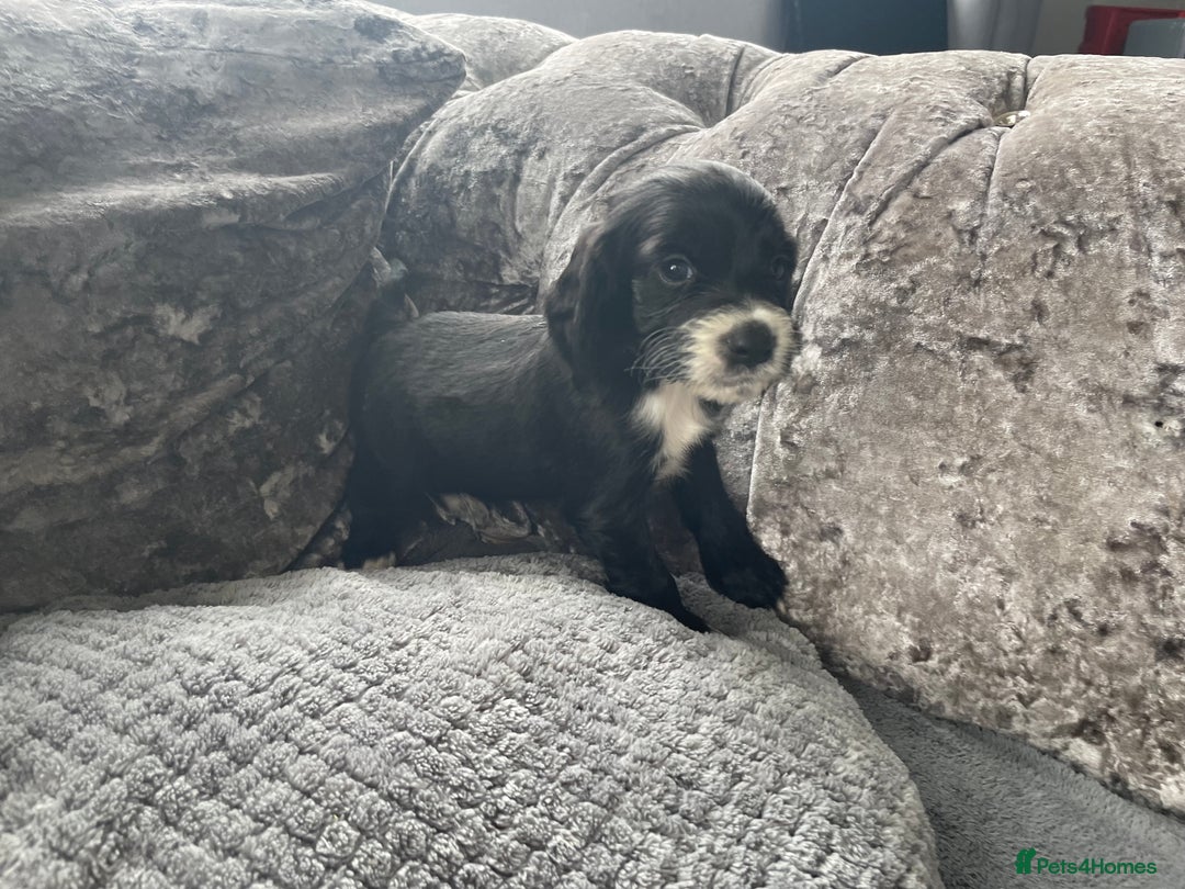Cocker Spaniel dogs for sale: Cocker spaniel pups - Image 13