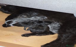 Domestic Shorthair cats for sale: Kittens - Image 8