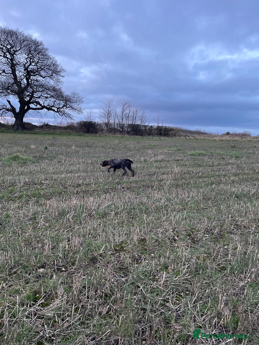 German Wirehaired Pointer dogs for sale: German wire hair pointers for sale - Advert 6