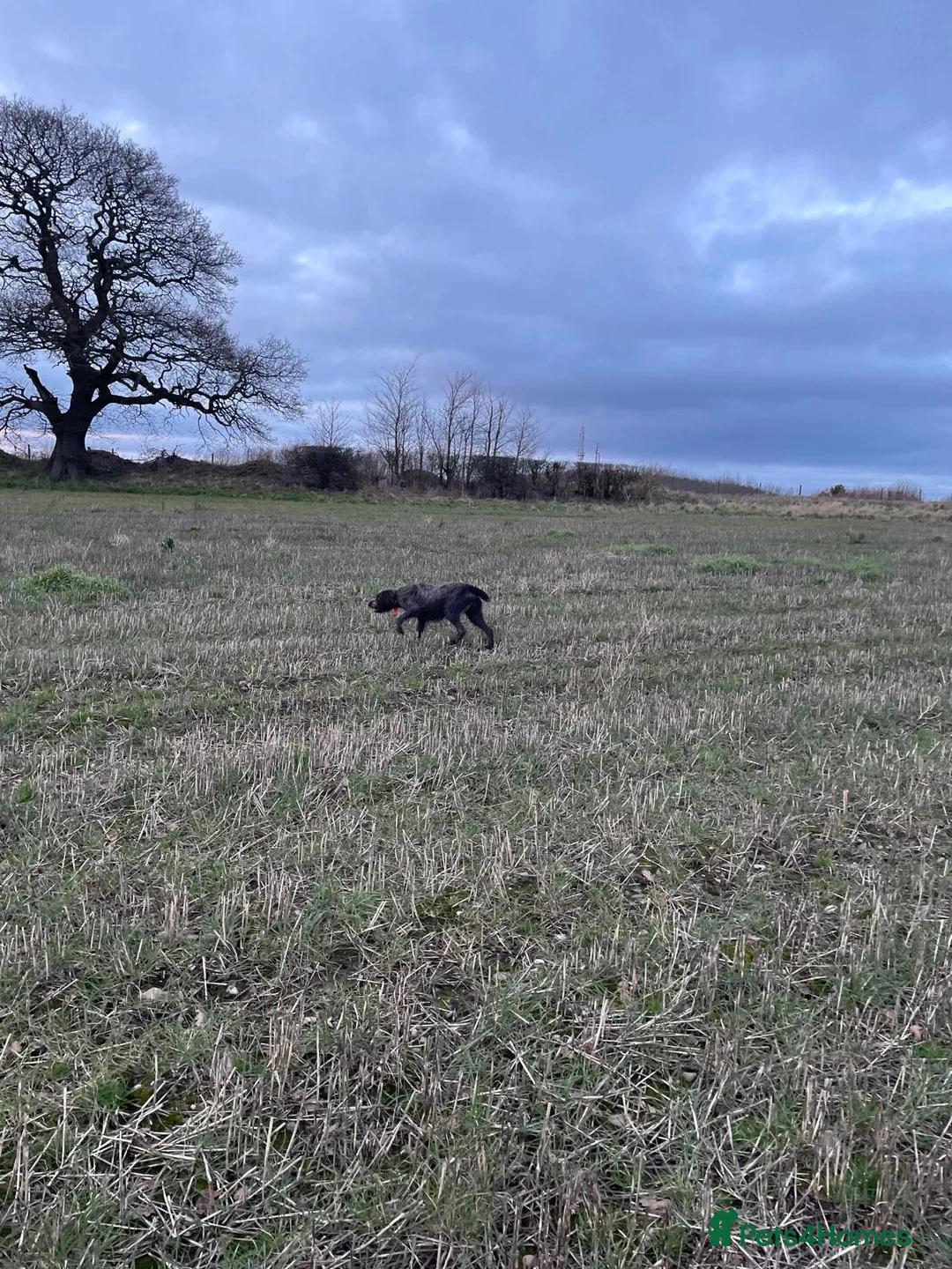 German Wirehaired Pointer dogs for sale: German wire hair pointers for sale - Advert 6