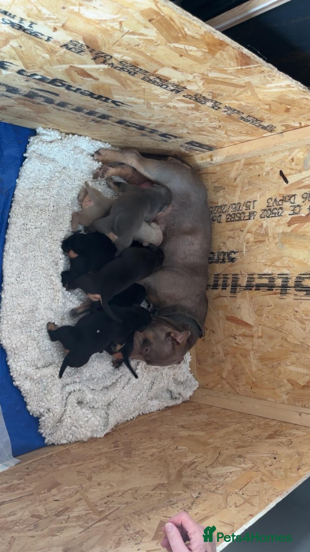 American Bully dogs Pocket Bully Puppies - Advert 1