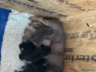 American Bully dogs Pocket Bully Puppies - Advert 1
