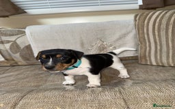 Jack Russell dogs for sale: Traditional jack russel pups tri coloured  - Image 13