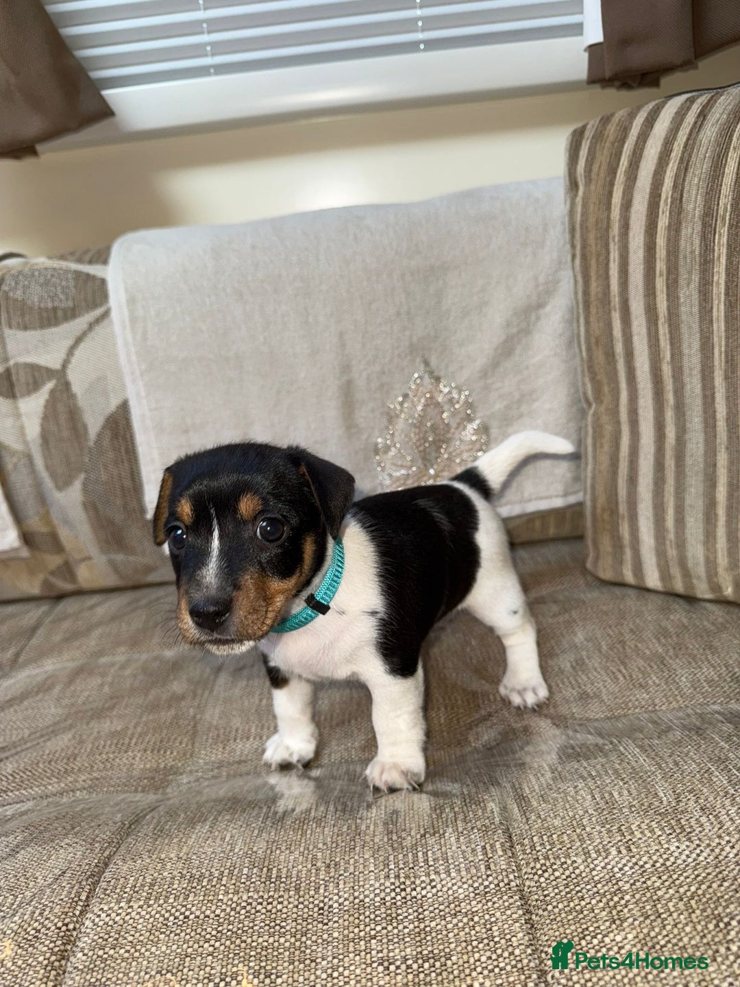 Jack Russell dogs for sale: Traditional jack russel pups tri coloured  - Image 13