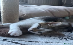 Mixed Breed cats for sale: Adorable Male Kitten Looking for His Forever Home - Image 3