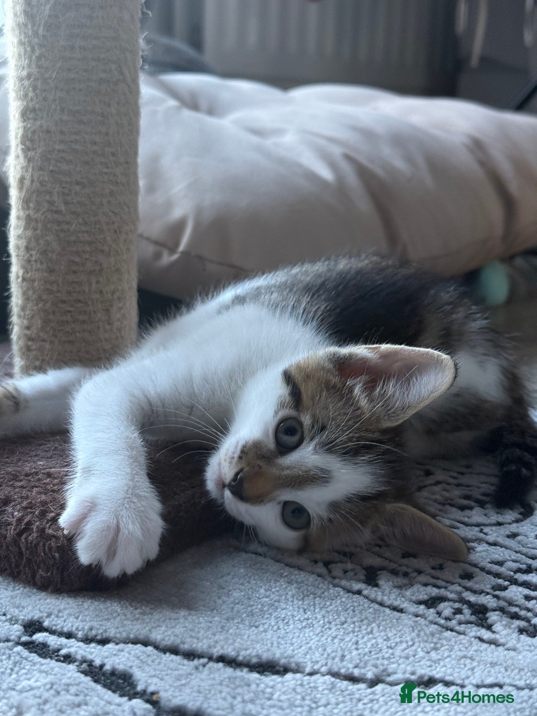 Mixed Breed cats for sale: Adorable Male Kitten Looking for His Forever Home - Image 3