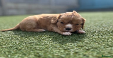 Cavalier King Charles Spaniel dogs - Advert 1