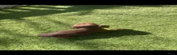 Dachshund dogs for sale: Dachshund in Pontefract - Advert 9