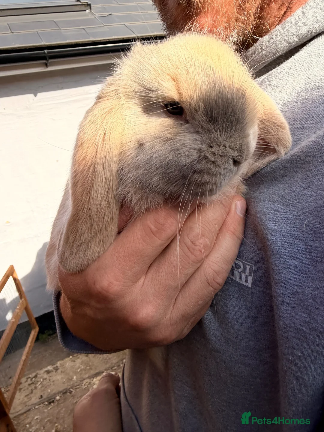 French Lop rabbits for sale: 2 Beautiful French Lop Baby Bunnies 🐰 - Advert 2