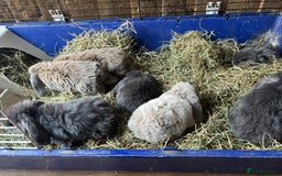 Mini Lop rabbits for sale: Mini lop babies - Image 6