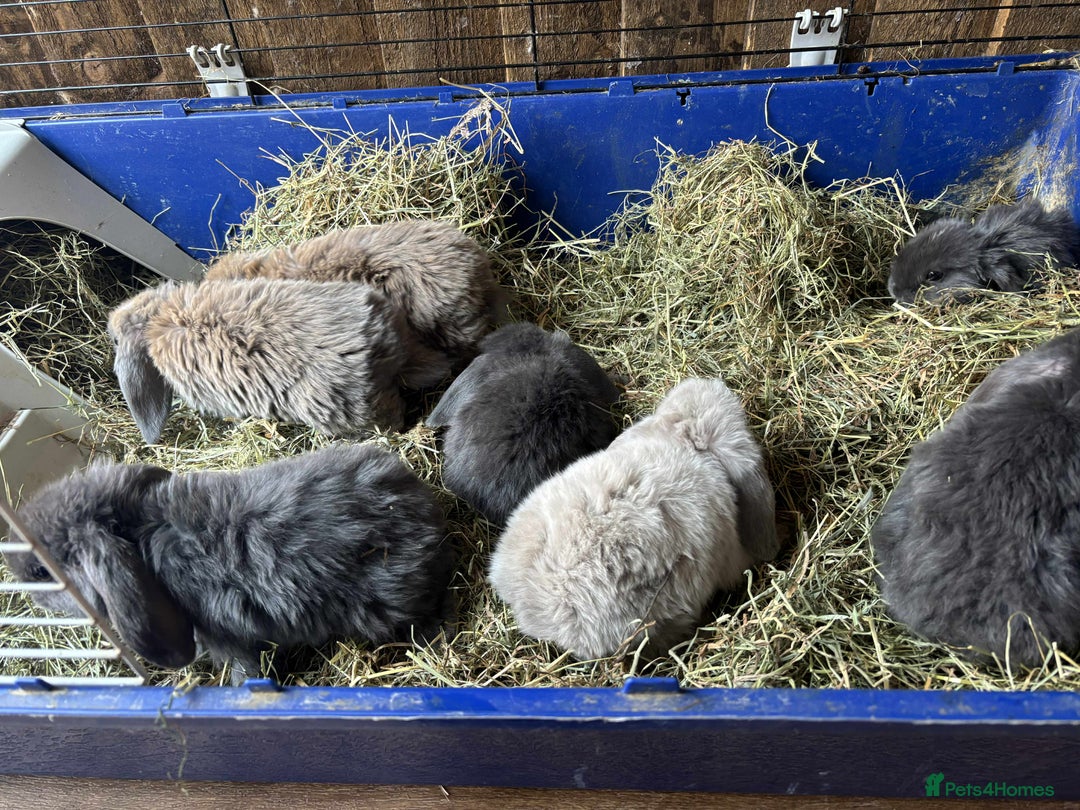 Mini Lop rabbits for sale: Mini lop babies - Image 6