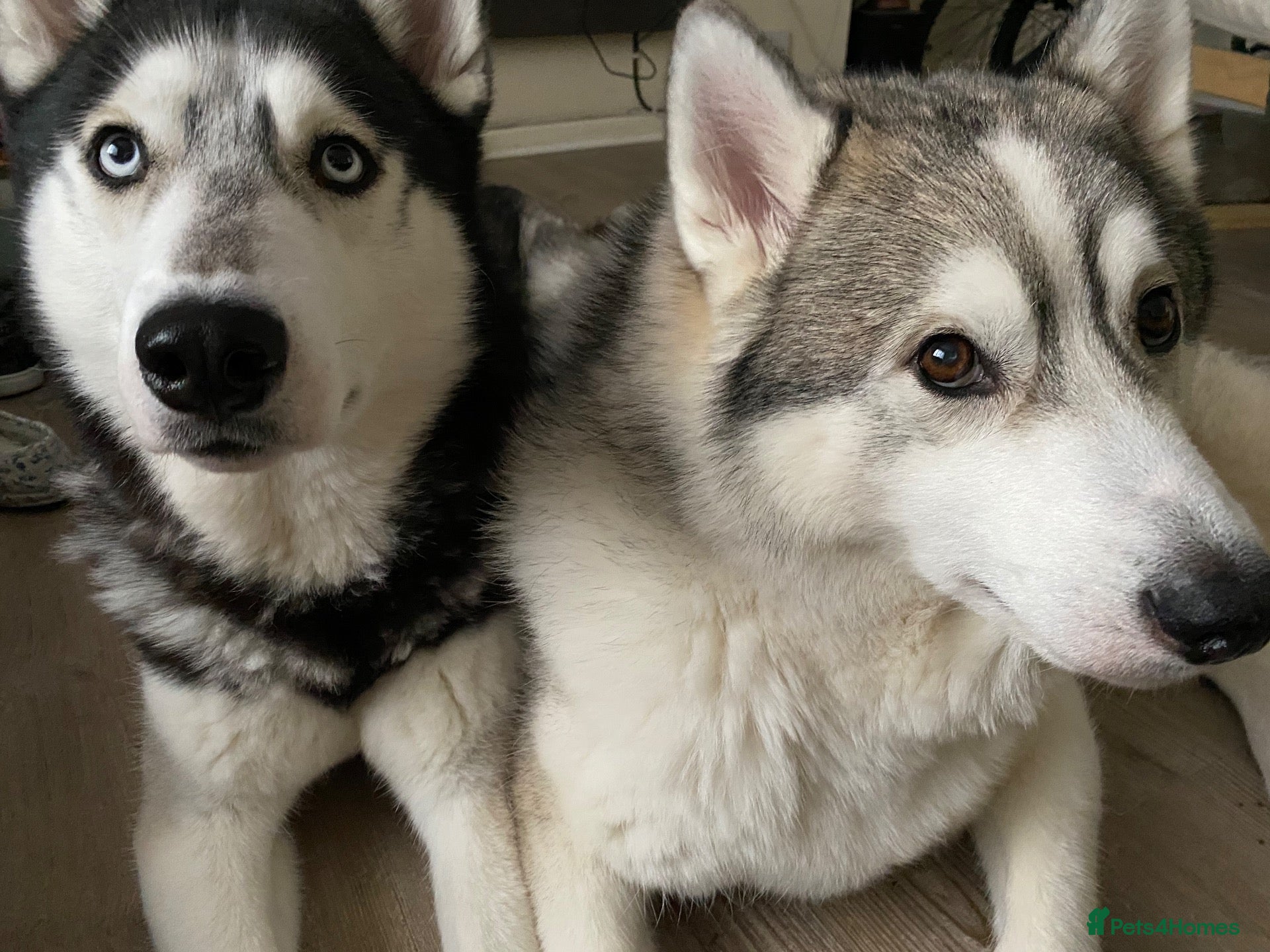 Utonagan dogs Two very loving dogs  - Advert 2