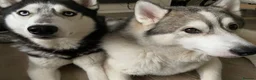 Utonagan dogs for sale: Two very loving dogs  - Advert 1