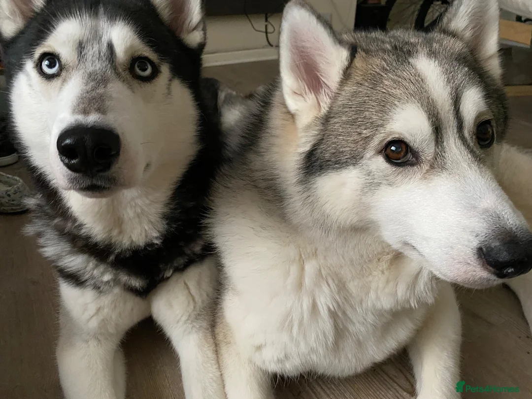 Utonagan dogs for sale: Two very loving dogs  - Advert 1