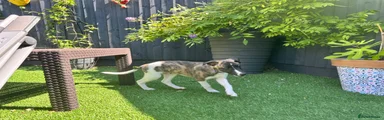 Whippet 1