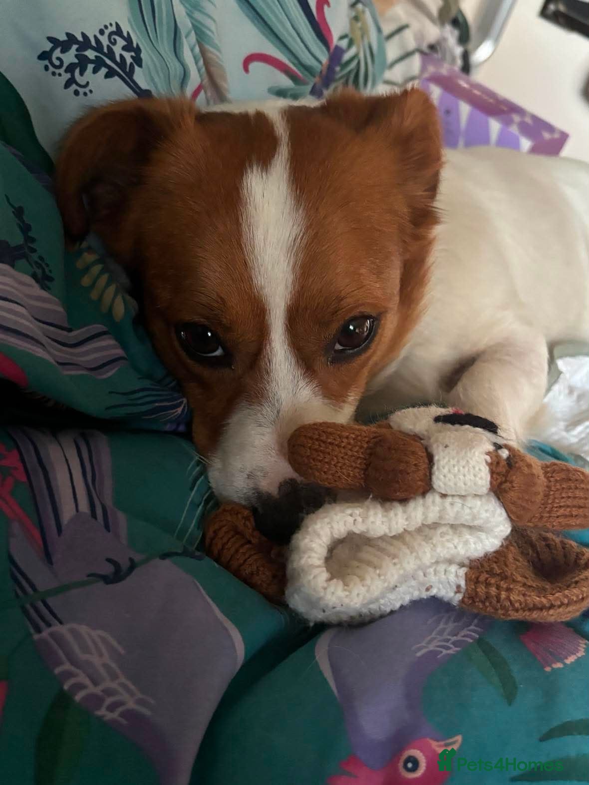 Mixed Breed dogs for adoption: Gregory for adoption in Leigh-on-Sea - Advert 3