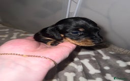 Miniature Dachshund dogs for sale: Black and Tan miniature dachshunds  - Advert 4