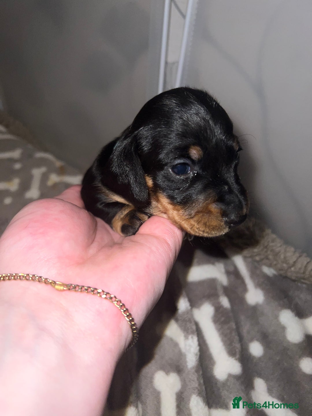 Miniature Dachshund dogs for sale: Black and Tan miniature dachshunds  - Advert 4