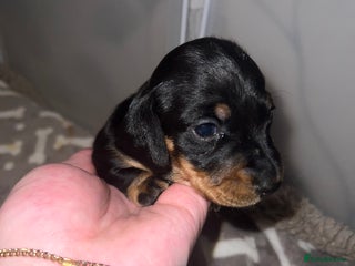Miniature Dachshund dogs Black and Tan miniature dachshunds - Advert 5