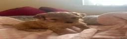 Cavachon dogs for sale: Adorable Cavachon puppies need forever homes - Advert 20