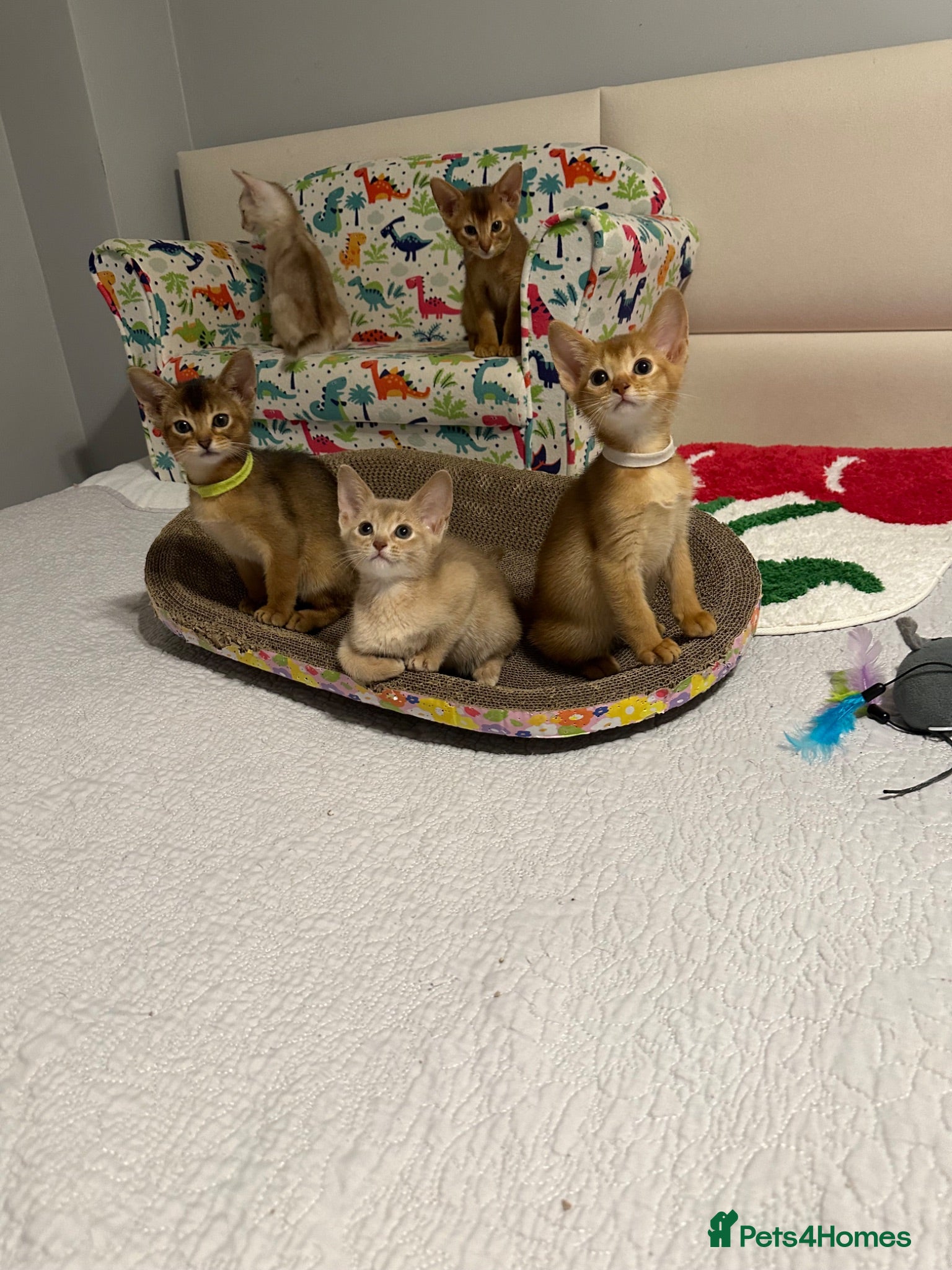 Abyssinian cats Abyssinian kittens  - Advert 1