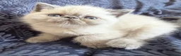Exotic cats for sale: Last Remaining  Exotic Shorthair Kitten - Advert 6