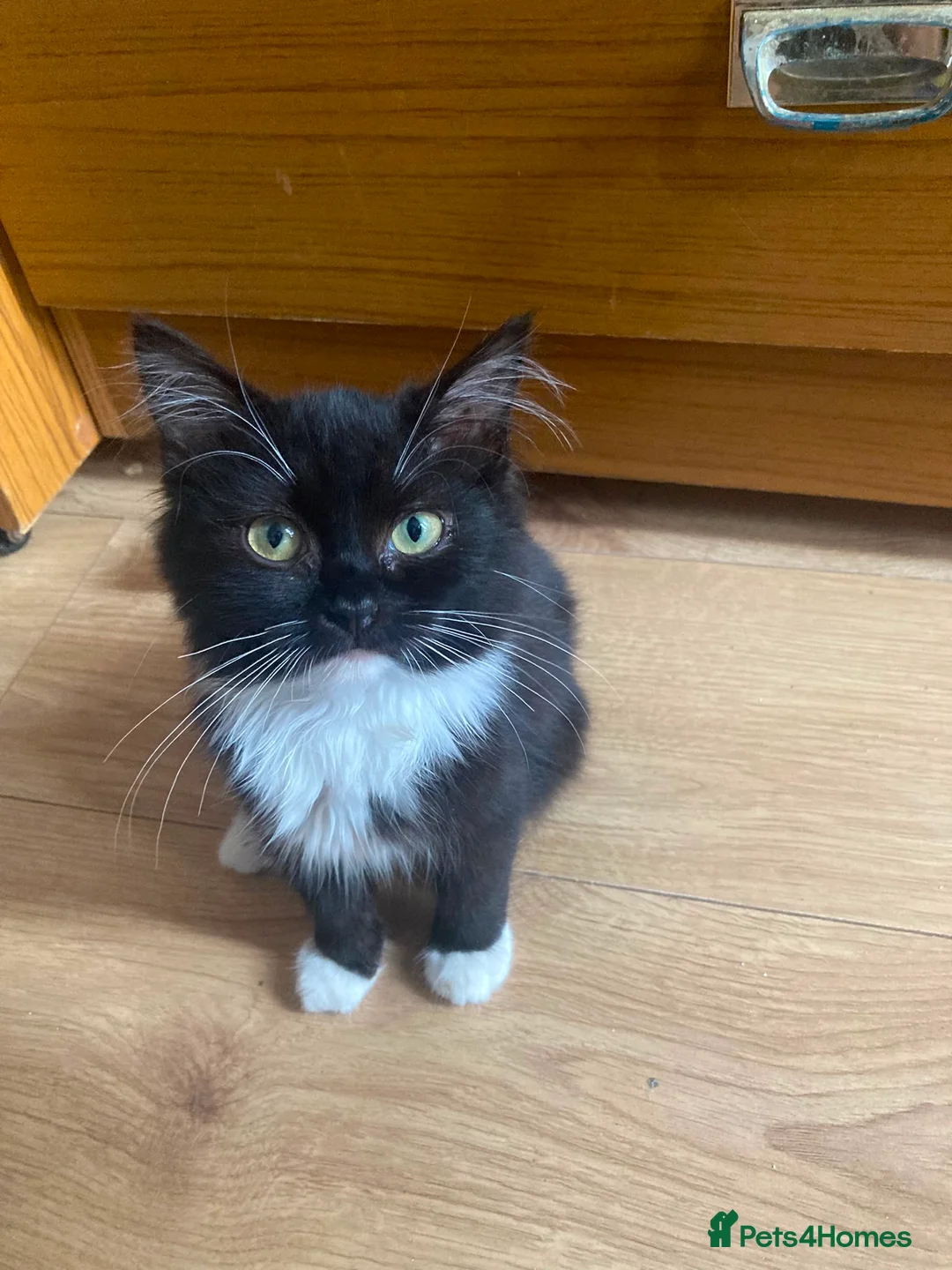 Ragdoll cats for sale: Ragdoll x kittens - Advert 2