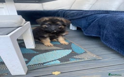 German Shepherd dogs for sale: KC Reg. Amazing Beautiful Girls Awaiting A Home ❤️ - Image 11