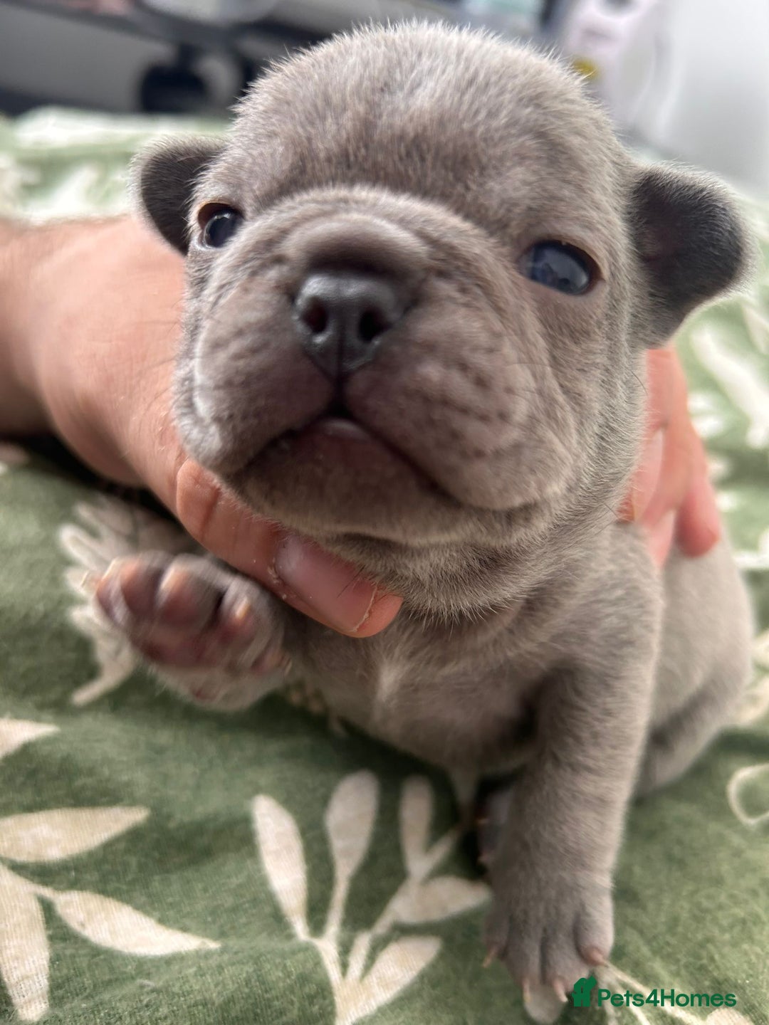 French Bulldog dogs for sale: Lilic and Isabella frenchies - Image 5
