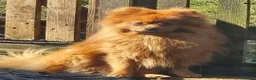 Mixed Breed dogs for sale: Frug cross pomeranian puppies  in Nottingham - Advert 6