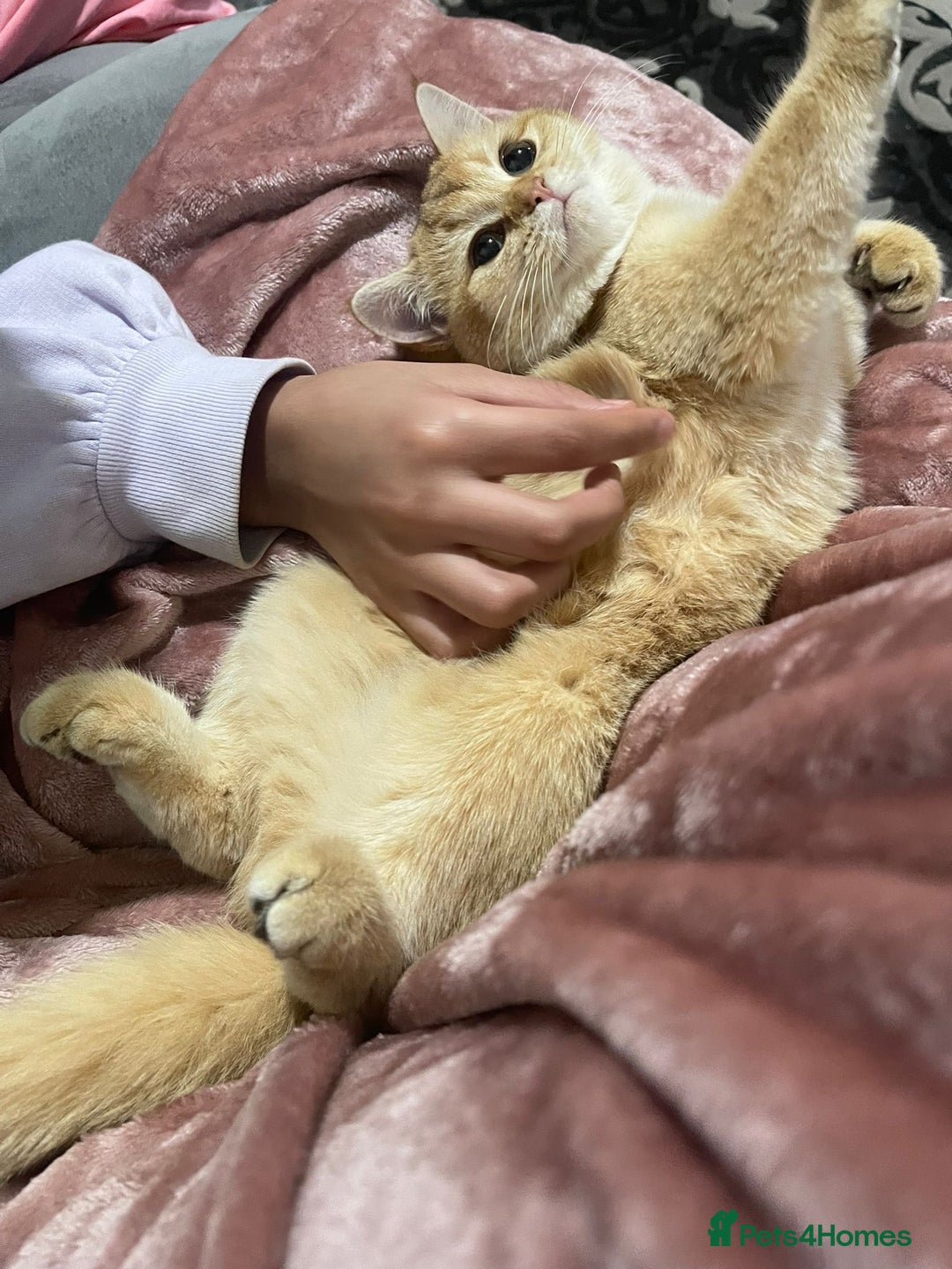 British Shorthair cats for sale: Registered British short hair (kittens) - Advert 2