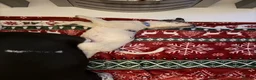 Mixed Breed dogs for sale: 1 male and 1 female puppies for sale  in Dudley - Advert 3