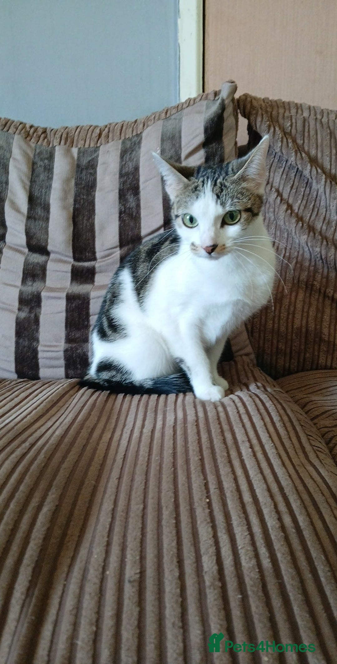Mixed Breed cats for sale: Female White and tabby cat - Advert 2