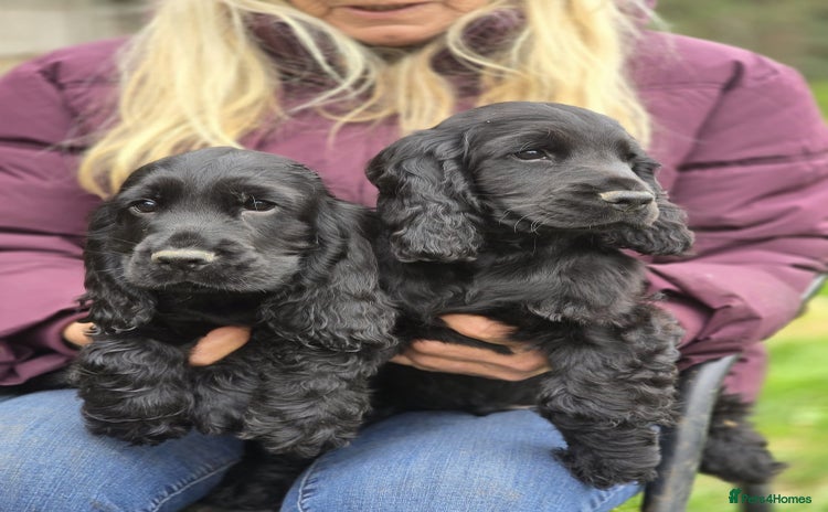 Cocker Spaniel dogs - Advert 10