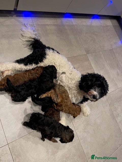 Cockapoo dogs Only Two Beautiful Puppies Left  - Advert 4